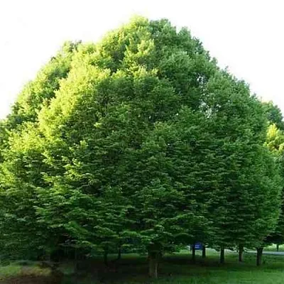 Граб японский  Граб японский в Брянске