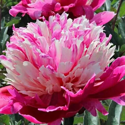 Пион ДЕЙДРИМ травянистый  Пион ДЕЙДРИМ травянистый в Брянске