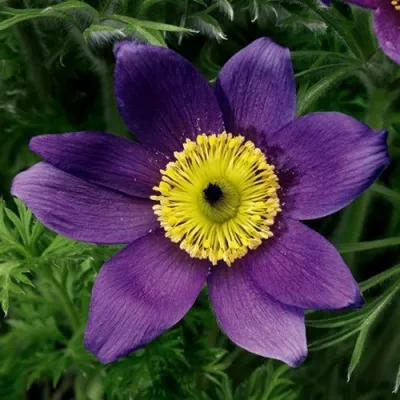 Прострел ПИНВИЛ БЛЮ ШЕЙДЕС в Брянске