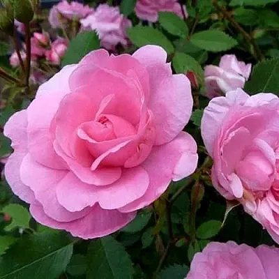 Саженцы роз ДЖОН ДЭВИС плетистая  Саженцы роз ДЖОН ДЭВИС плетистая в Брянске