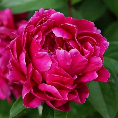 Пион ЛУИ ВАН-ГУТТ травянистый  Пион ЛУИ ВАН-ГУТТ травянистый в Брянске