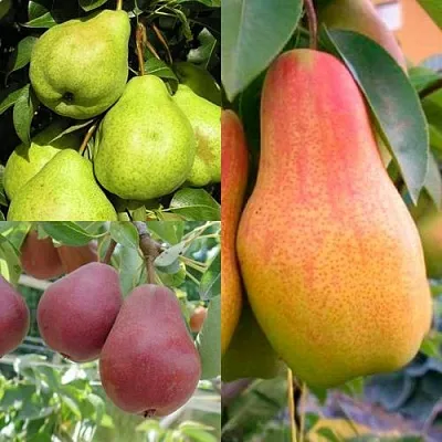 Комплект ГРУШЕВОЕ АССОРТИ в Брянске