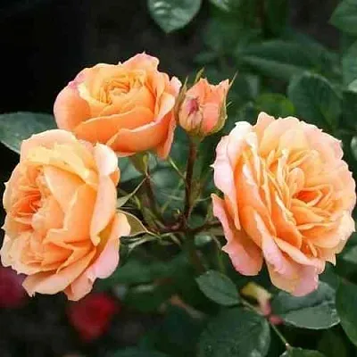 Саженцы роз КЛЕМЕНТИНА миниатюрная  Саженцы роз КЛЕМЕНТИНА миниатюрная в Брянске