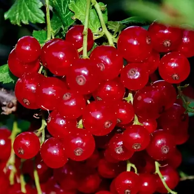 Смородина красная СЕРПАНТИН в Брянске