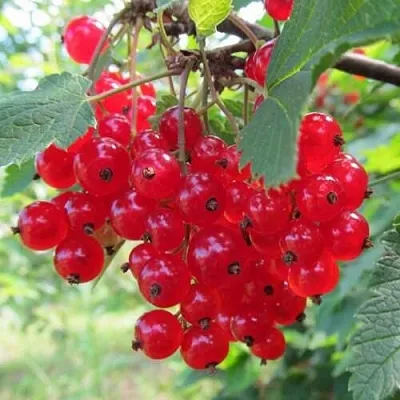 Смородина красная КРАСНАЯ АНДРЕЙЧЕНКО в Брянске