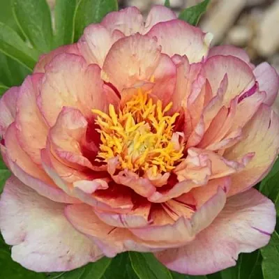 Пион КЭЛЛИС МЕМОРИ ито-гибрид  Пион КЭЛЛИС МЕМОРИ ито-гибрид в Брянске