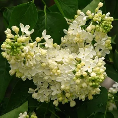 Сирень ПРИМРОУЗ  Сирень ПРИМРОУЗ в Брянске