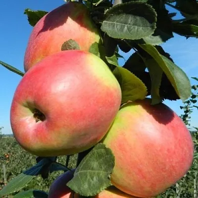 Яблоня БРЯНСКОЕ РОЗОВОЕ в Брянске