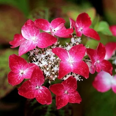 Гортензия КУРЕНАИ пильчатая  Гортензия КУРЕНАИ пильчатая в Брянске