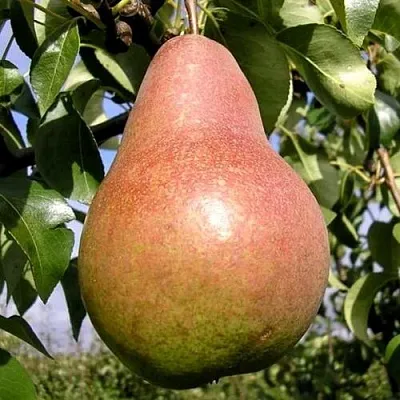 Груша КИРГИЗСКАЯ ЗИМНЯЯ  Груша КИРГИЗСКАЯ ЗИМНЯЯ в Брянске