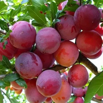 Слива НЕКТАРИННАЯ АРОМАТНАЯ в Брянске