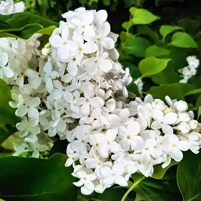 Сирень МАЛЕНЬКИЙ ПРИНЦ  Сирень МАЛЕНЬКИЙ ПРИНЦ в Брянске