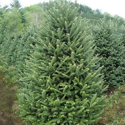 Пихта ФРАЗЕРА  Пихта ФРАЗЕРА в Брянске