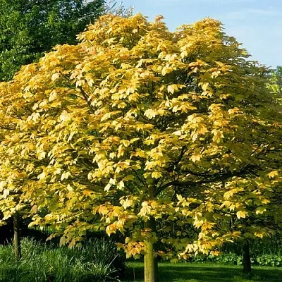 Клен ложноплатановый  Клен ложноплатановый в Брянске