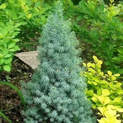 Ель КОНИКА сизая  Ель КОНИКА сизая в Брянске