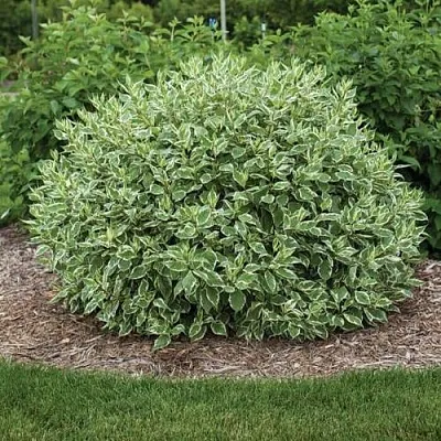 Дерен ЭЛЕГАНТИССИМА белый  Дерен ЭЛЕГАНТИССИМА белый в Брянске