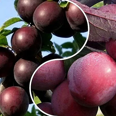 Комплект ИЗЮМИНКА САДА в Брянске