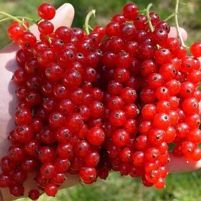 Смородина красная РЕД ПУЛ в Брянске