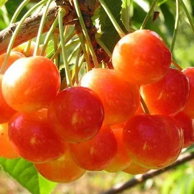 Черешня СОПЕРНИЦА  Черешня СОПЕРНИЦА в Брянске