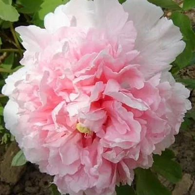 Пион БУКЕТ РОЗОВЫХ ГВОЗДИК древовидный  Пион БУКЕТ РОЗОВЫХ ГВОЗДИК древовидный в Брянске