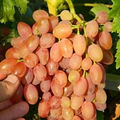 Виноград КИШМИШ ЛУЧИСТЫЙ  Виноград КИШМИШ ЛУЧИСТЫЙ в Брянске