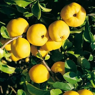 Айва ЦЕЗАРЬ в Брянске