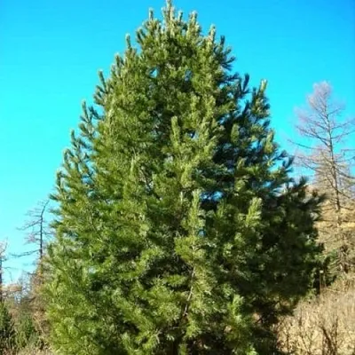Сосна кедровая сибирская  Сосна кедровая сибирская в Брянске