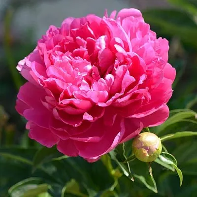 Пион БУШЕЛА травянистый  Пион БУШЕЛА травянистый в Брянске