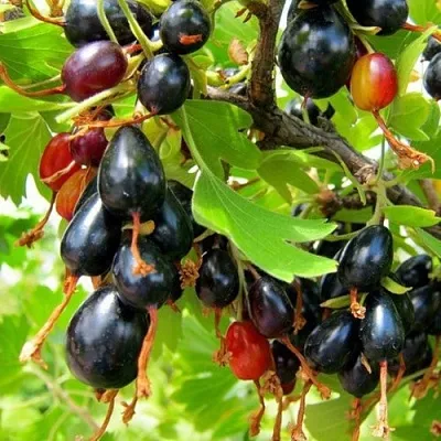 Смородина золотистая БОКАЛИНСКАЯ в Брянске