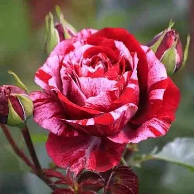 Саженцы роз ДИП ИМПРЕШН флорибунда  Саженцы роз ДИП ИМПРЕШН флорибунда в Брянске