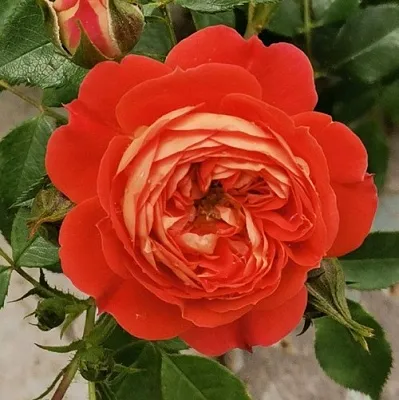 Саженцы роз СТАРЛЕТ РОУЗ КАРМЕН плетистая  Саженцы роз СТАРЛЕТ РОУЗ КАРМЕН плетистая в Брянске