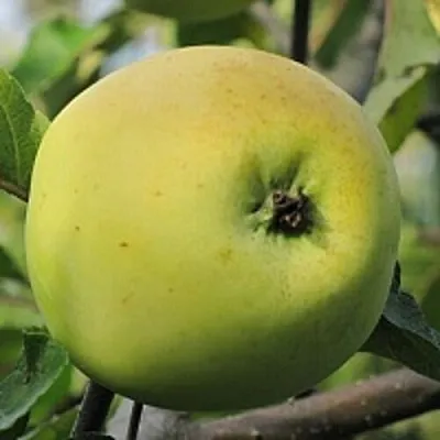 Яблоня РОССИЯНКА  Яблоня РОССИЯНКА в Брянске