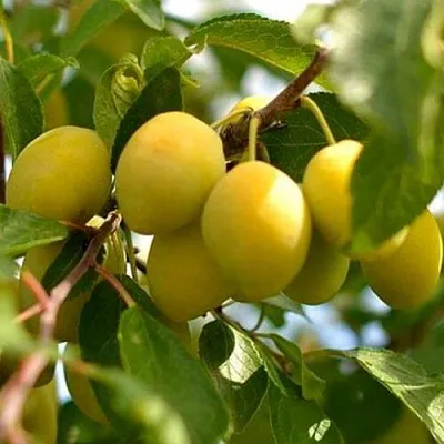 Слива ОЧАКОВСКАЯ ЖЕЛТАЯ  Слива ОЧАКОВСКАЯ ЖЕЛТАЯ в Брянске