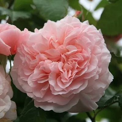 Саженцы роз РОЗ ДЕ ТОЛБИАК плетистая  Саженцы роз РОЗ ДЕ ТОЛБИАК плетистая в Брянске