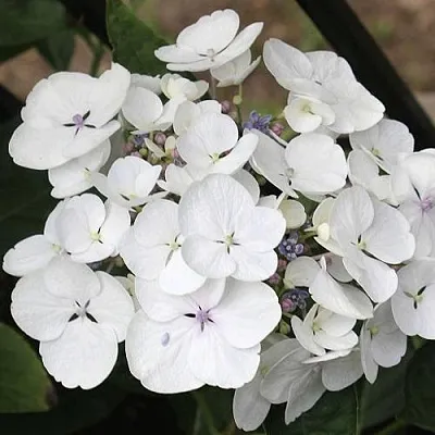 Гортензия ЛИБЕЛЛЕ крупнолистная в Брянске