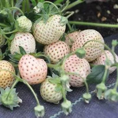 Клубника АНАНАСА ремонтантная — описание сорта Клубника АНАНАСА ремонтантная в Брянске