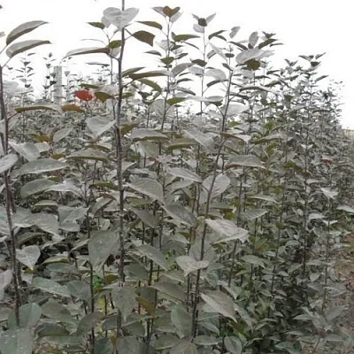 Подвой яблони 54-118  Подвой яблони 54-118 в Брянске