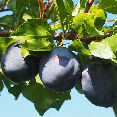 Слива ВОЛАТ  Слива ВОЛАТ в Брянске