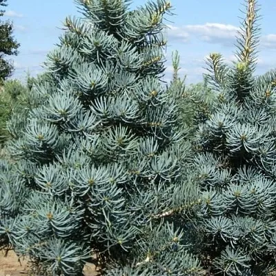 Пихта КОНКОЛОР  Пихта КОНКОЛОР в Брянске