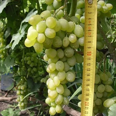 Виноград АНАНАСНЫЙ РАННИЙ  Виноград АНАНАСНЫЙ РАННИЙ в Брянске