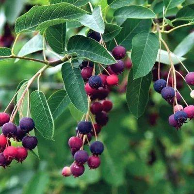 Ирга ЛАМАРКА в Брянске