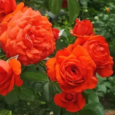 Саженцы роз МАЙНТАУЭР плетистая  Саженцы роз МАЙНТАУЭР плетистая в Брянске