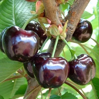 Черешня МУСКАТНАЯ  Черешня МУСКАТНАЯ в Брянске