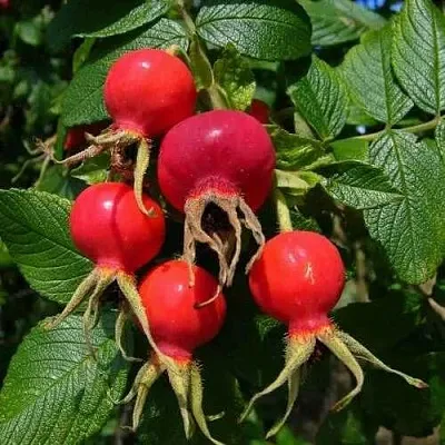 Шиповник ВИТАМИННЫЙ ВНИВИ в Брянске