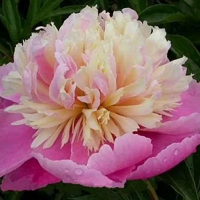 Пион ВЕСЕННЯЯ ПАЛИТРА травянистый  Пион ВЕСЕННЯЯ ПАЛИТРА травянистый в Брянске