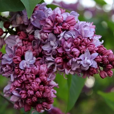 Сирень П.П.КОНЧАЛОВСКИЙ  Сирень П.П.КОНЧАЛОВСКИЙ в Брянске