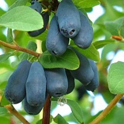 Жимолость съедобная ЮГАНА  Жимолость съедобная ЮГАНА в Брянске