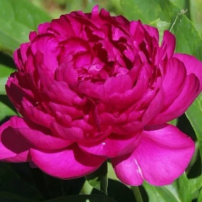 Пион БАРХАТ НОЧИ травянистый  Пион БАРХАТ НОЧИ травянистый в Брянске
