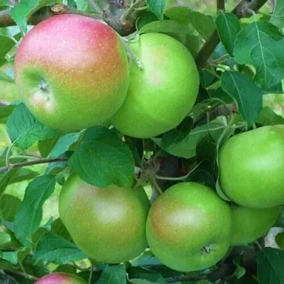 Яблоня НАВАВИТА в Брянске