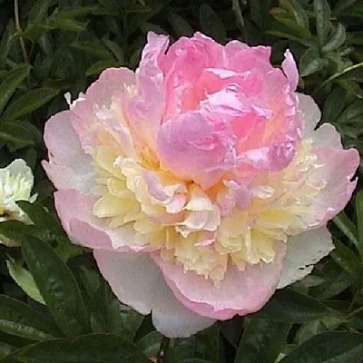 Пион РАСБЕРРИ САНДЕЙ травянистый  Пион РАСБЕРРИ САНДЕЙ травянистый в Брянске